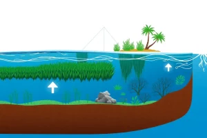 Coastal Ecosystems as Natural Climate Defenses