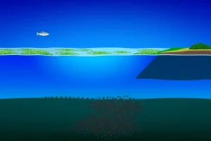 Hypoxia vs Anoxia in Aquatic Ecosystems: Definitions, Causes, and Consequences